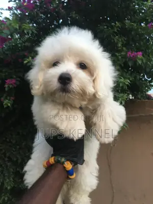1-3 months Female Purebred Poodle