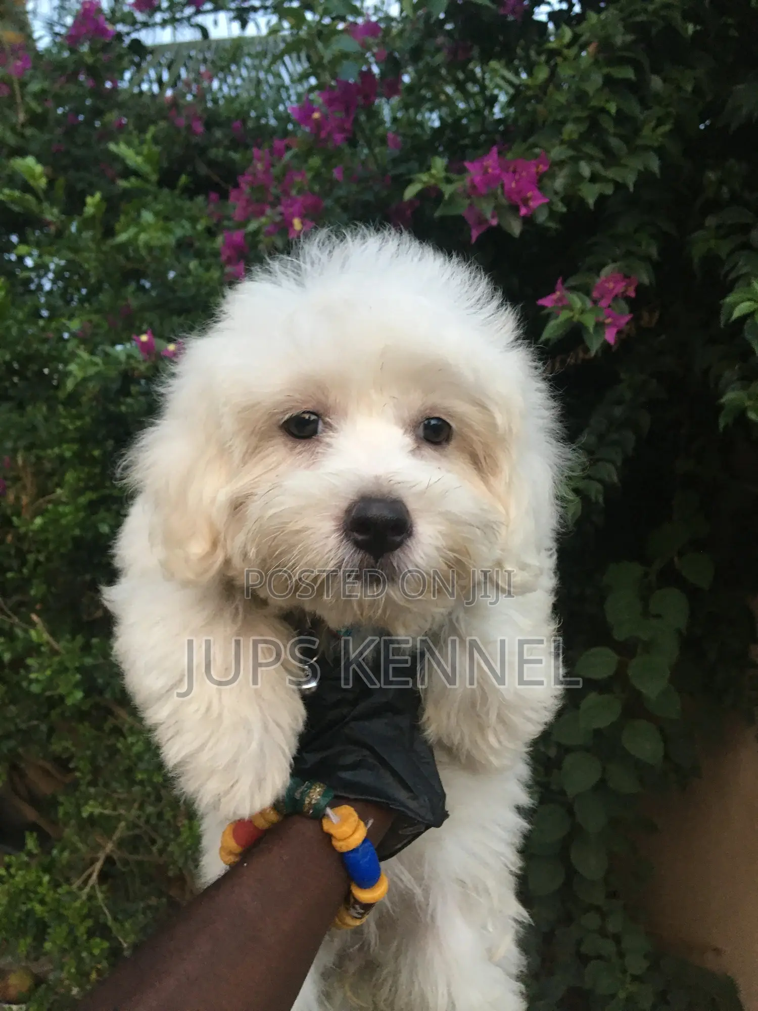 1-3 months Female Purebred Poodle