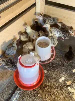 Turkey Poults
