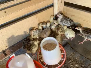 Turkey Poults