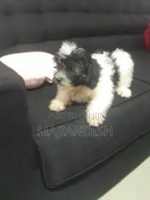 1-3 months Male Purebred Poodle