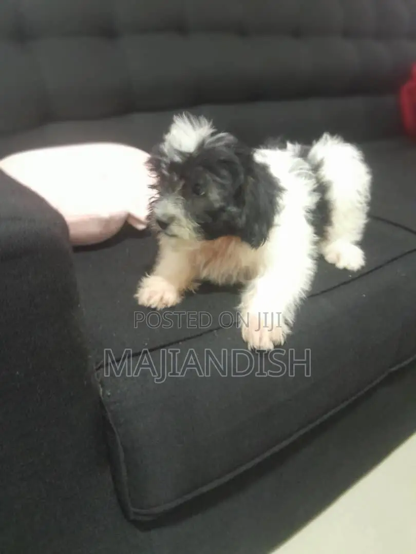1-3 months Male Purebred Poodle