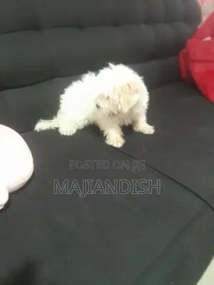 1-3 months Male Purebred Poodle