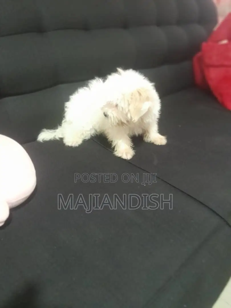 1-3 months Male Purebred Poodle