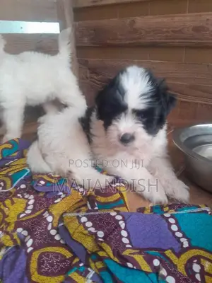 1-3 months Male Purebred Poodle