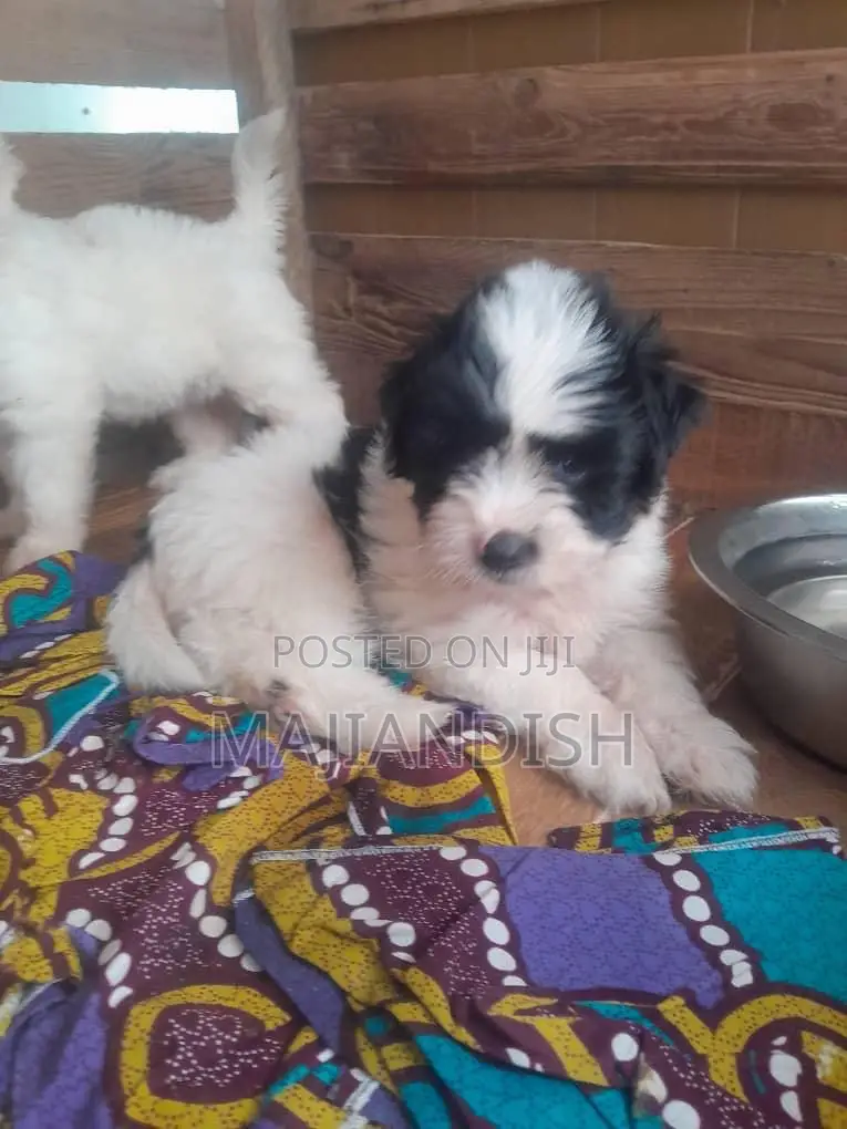 1-3 months Male Purebred Poodle
