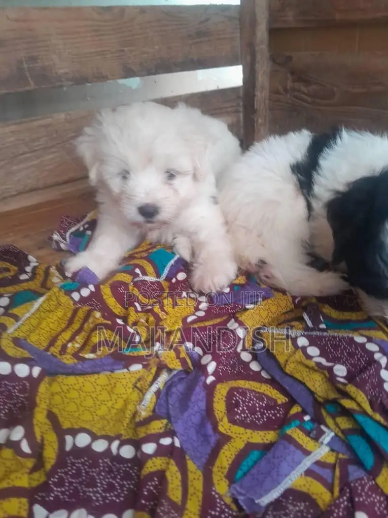 1-3 months Male Purebred Poodle