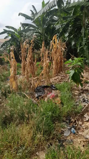 2 Plots of Land for Sale at Oyarifa