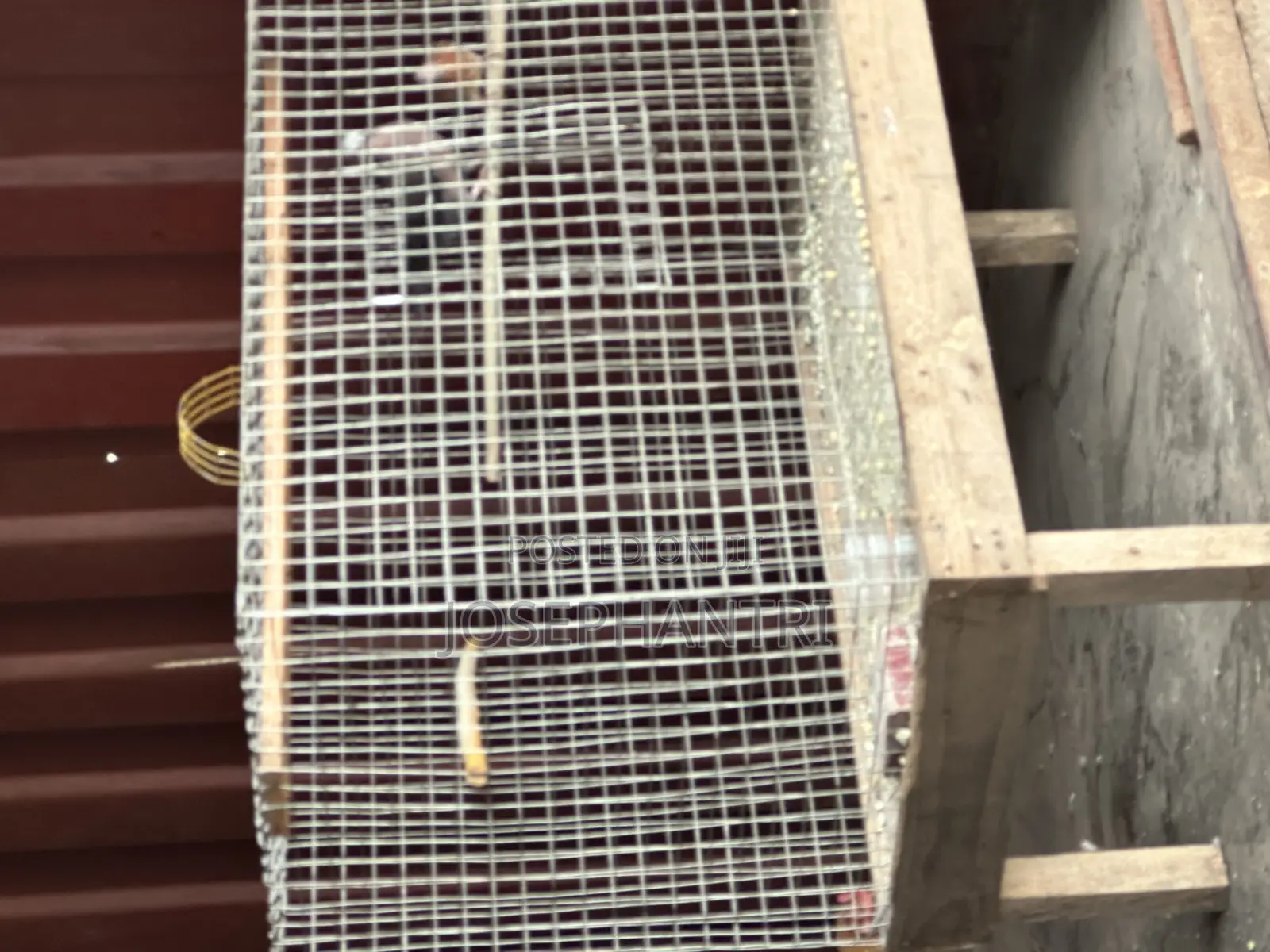 Birds Cages and Bush Traps