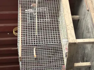Birds Cages and Bush Traps