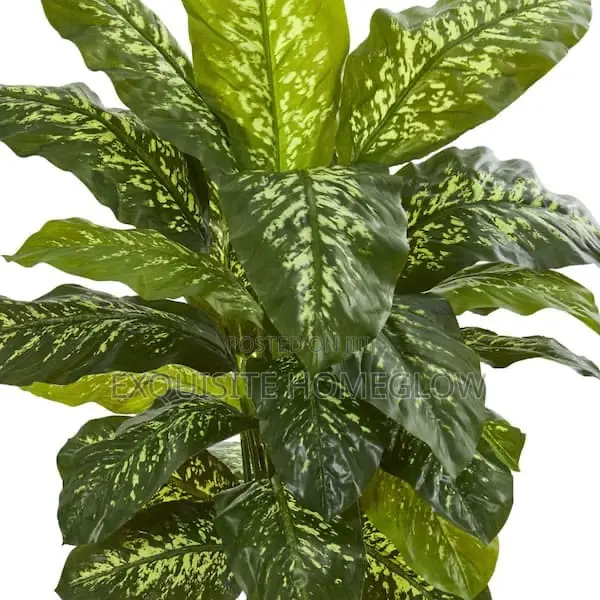 Artificial Dieffenbachia Plant Available In 80cm Tall