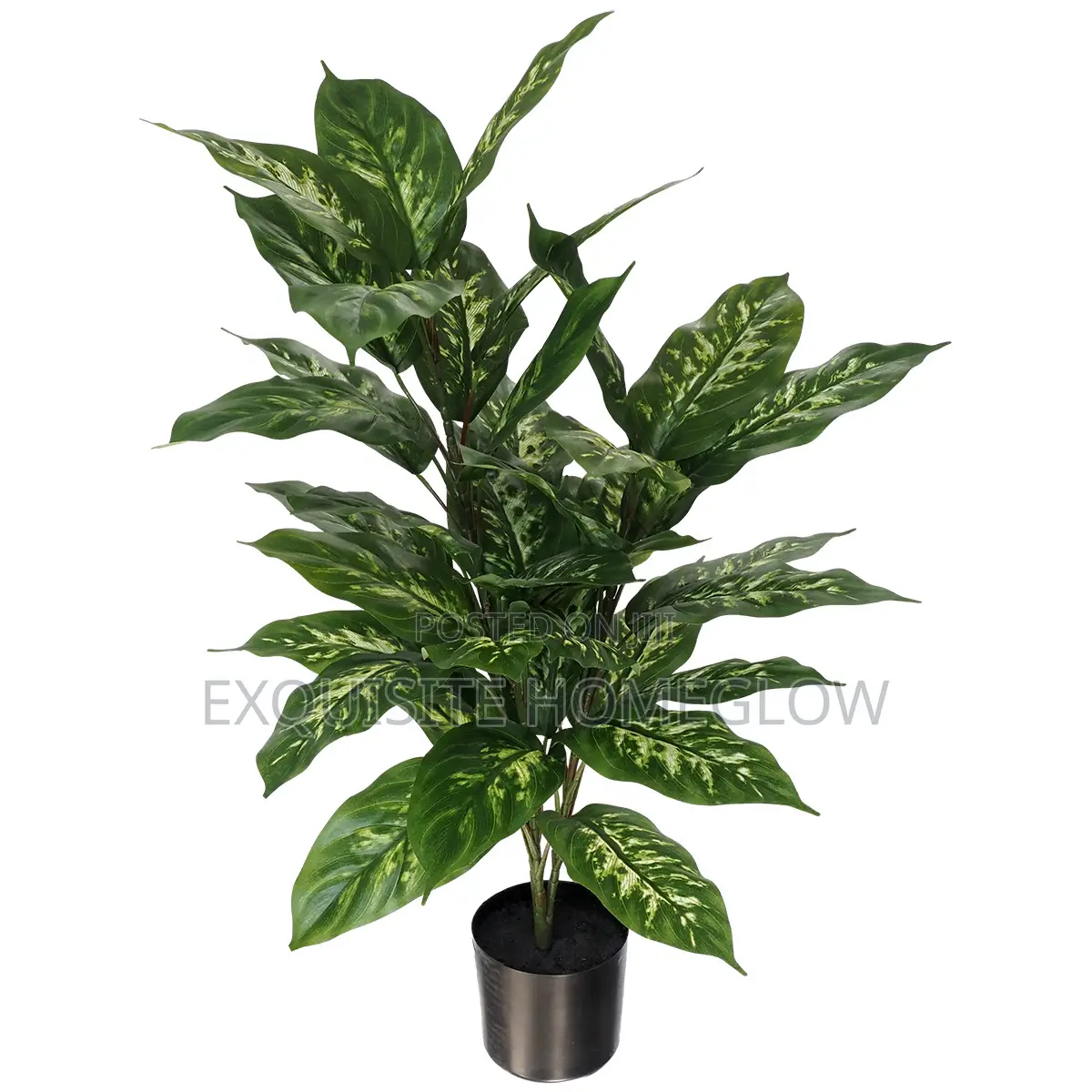 Artificial Dieffenbachia Plant Available In 80cm Tall