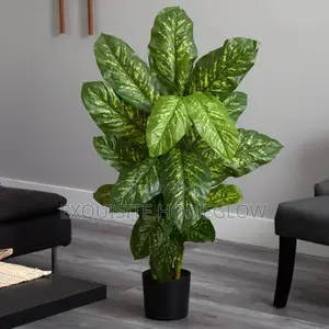 Artificial Dieffenbachia Plant Available In 80cm Tall