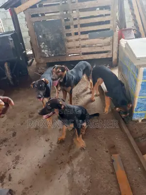 6-12 months Female Mixed Breed German Shepherd