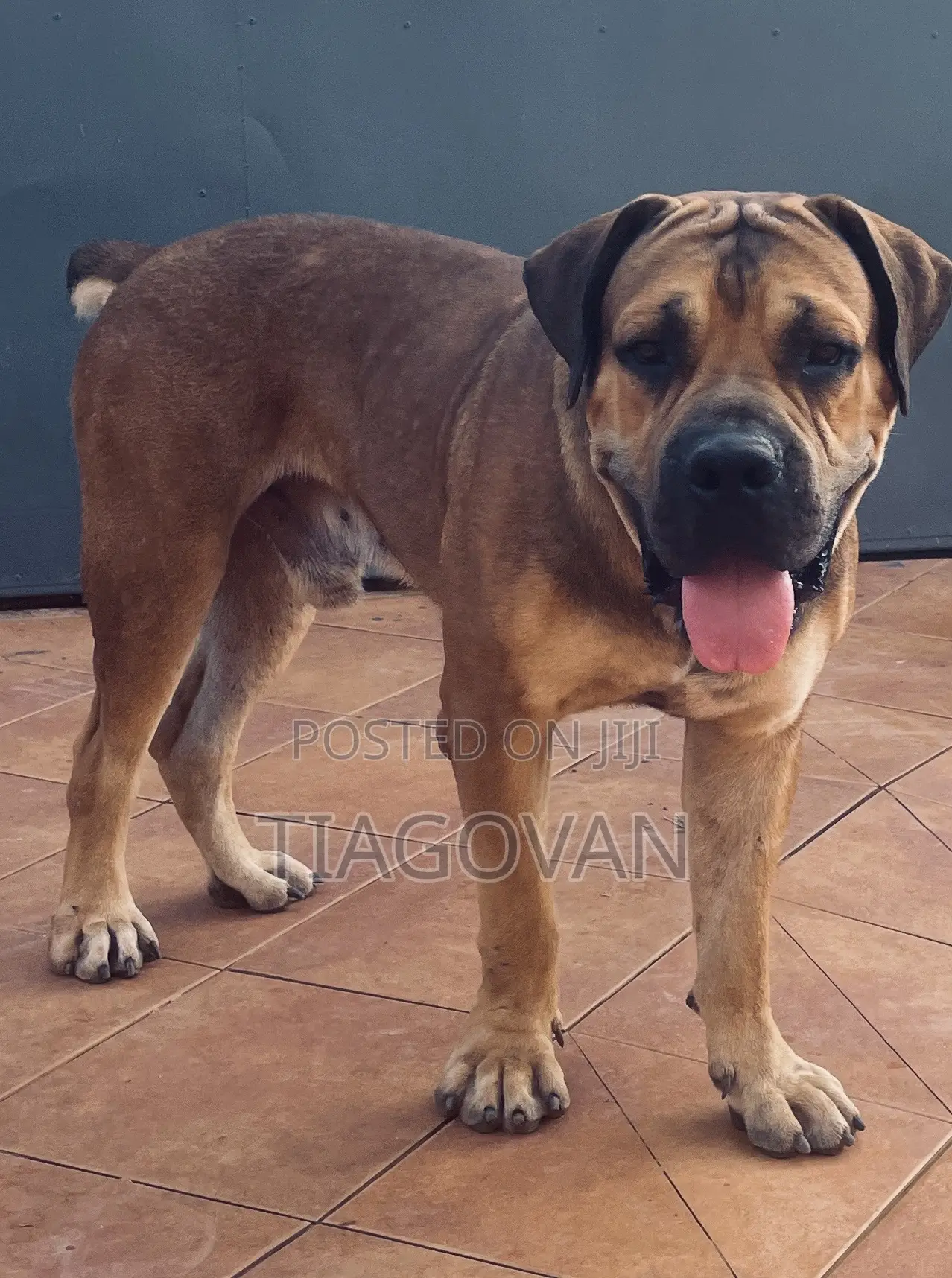 1+ year Male Purebred Boerboel