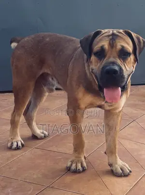 1+ year Male Purebred Boerboel