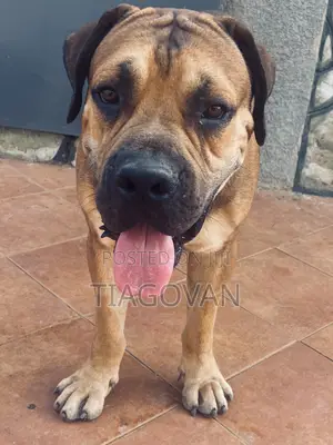 1+ year Male Purebred Boerboel