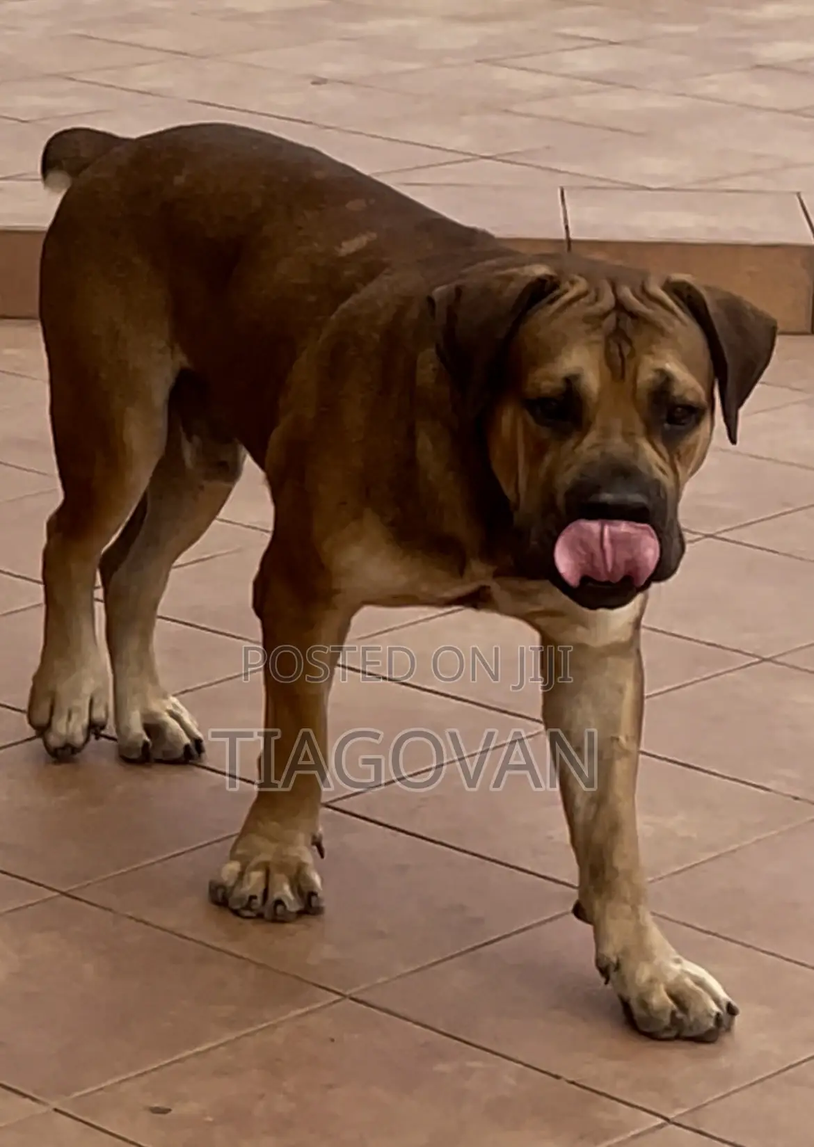 1+ year Male Purebred Boerboel