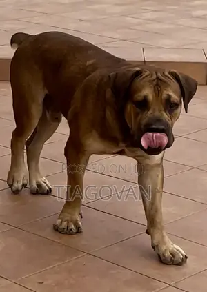 1+ year Male Purebred Boerboel