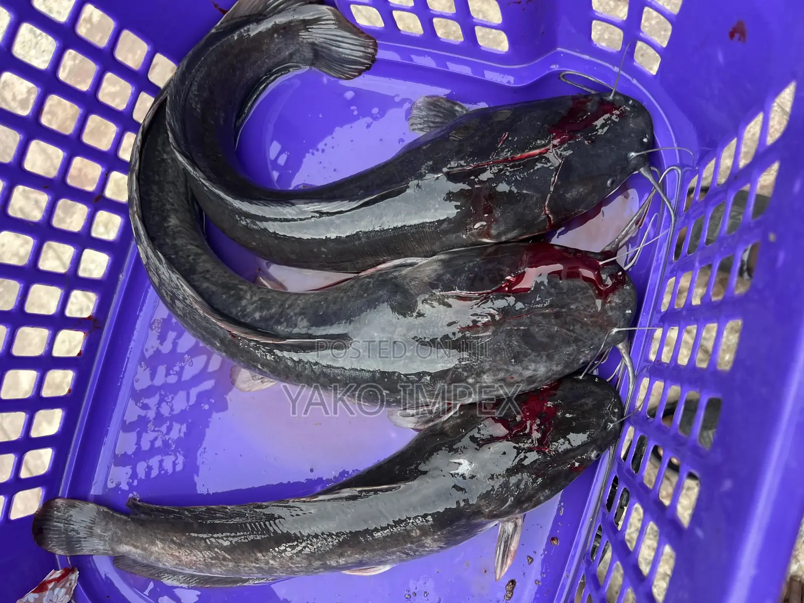 Fresh Cat Fish On Sale