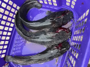 Fresh Cat Fish On Sale