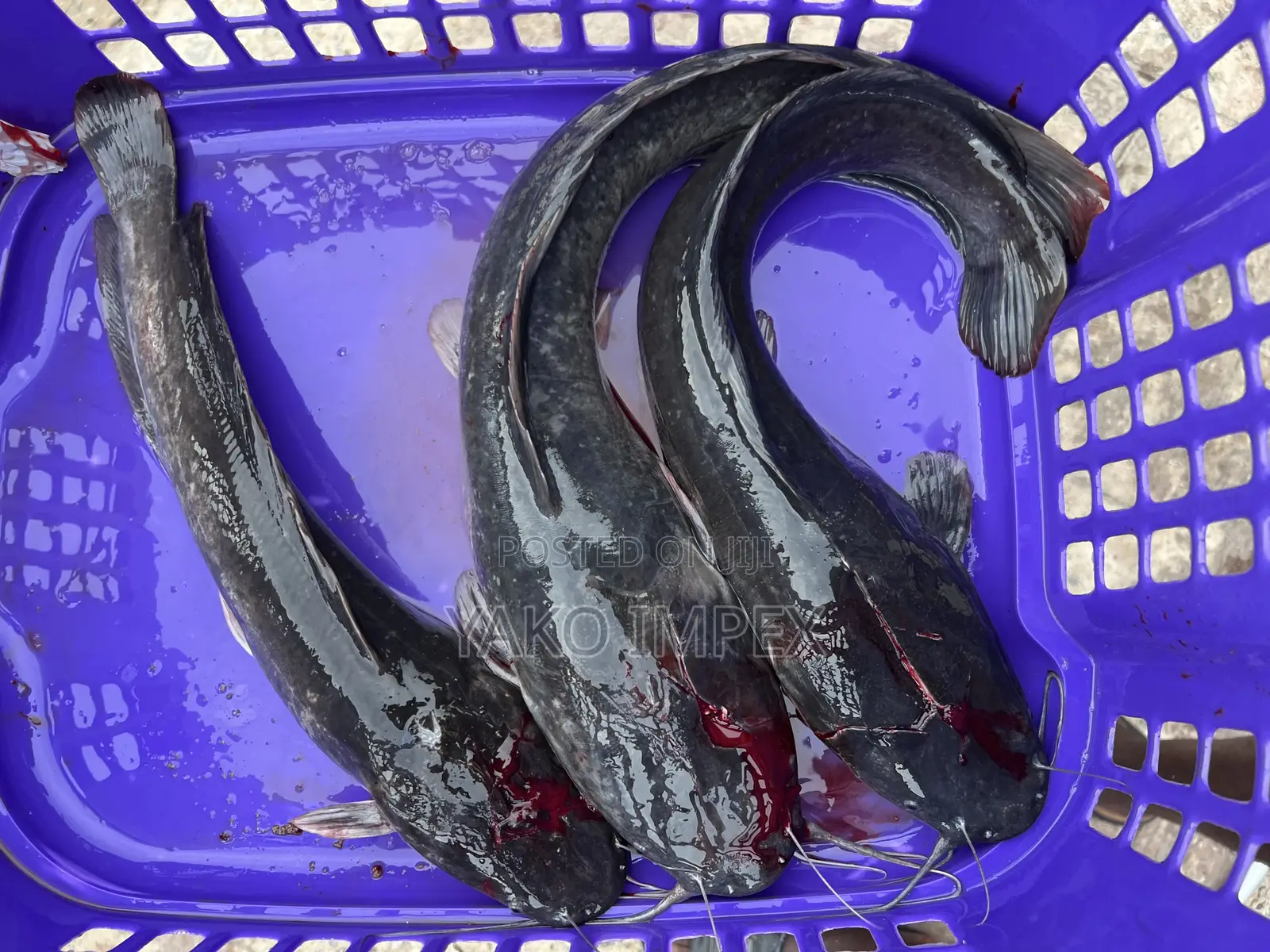 Fresh Cat Fish On Sale