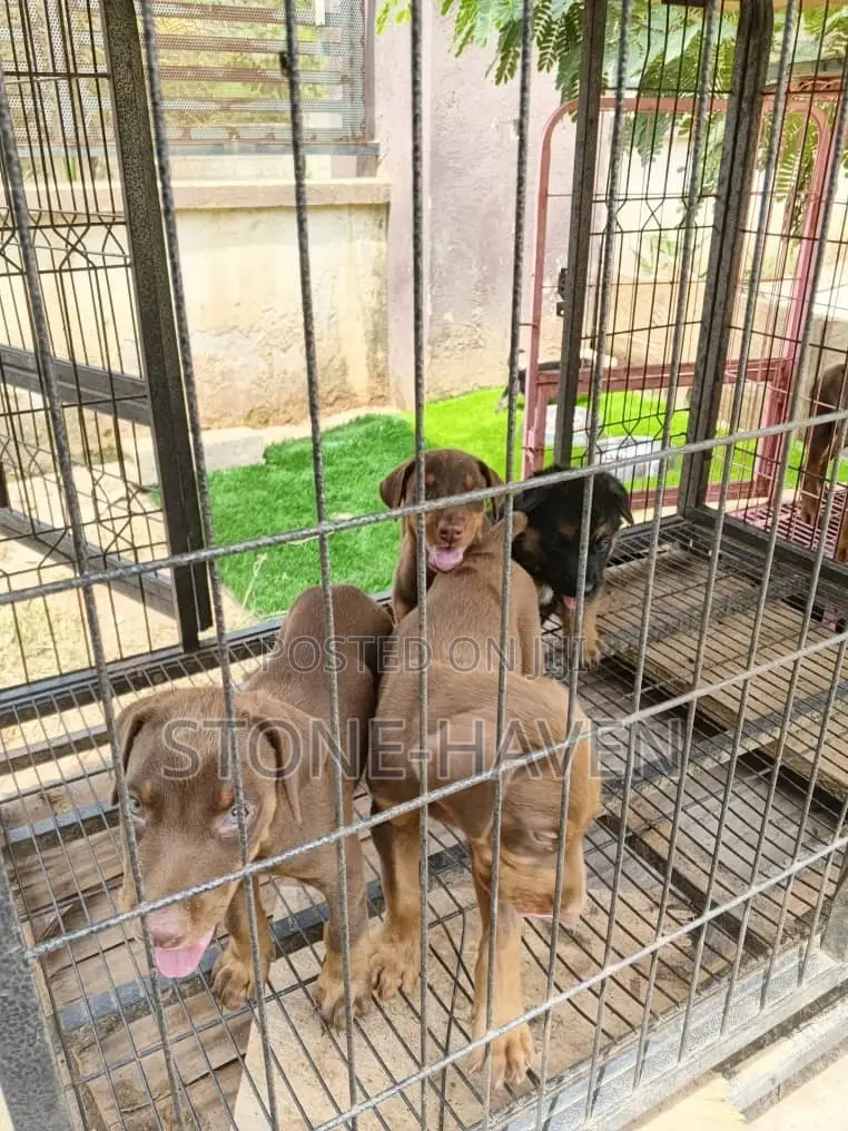 1-3 months Female Purebred Doberman Pinscher