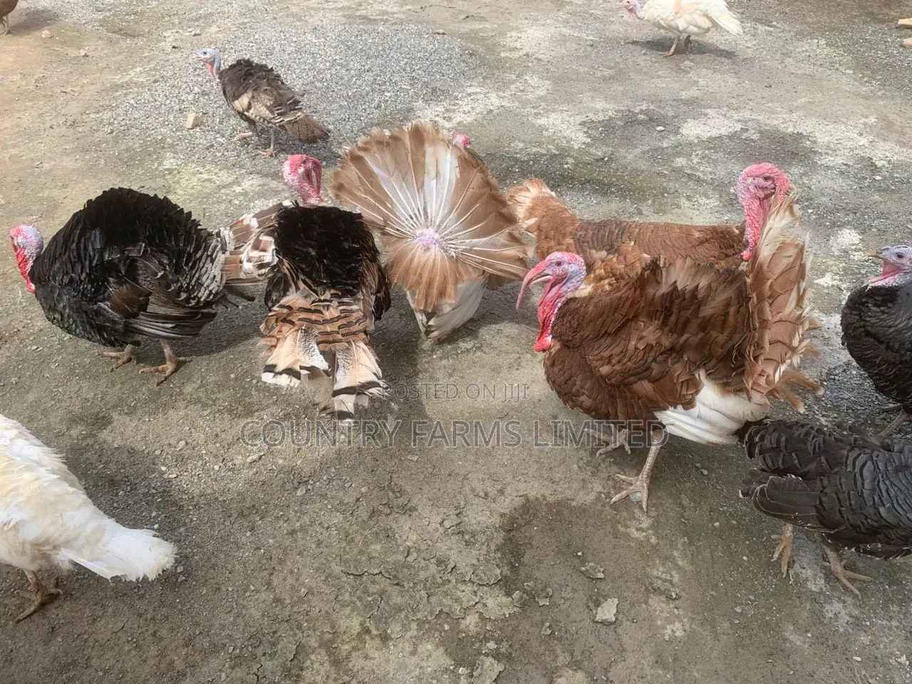 Turkey Brown/White/Bronze (Black)
