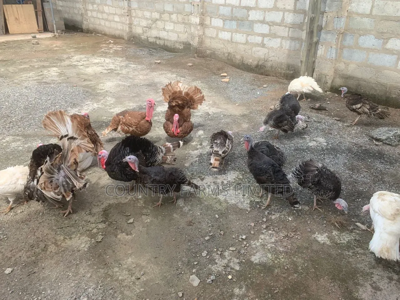 Turkey Brown/White/Bronze (Black)