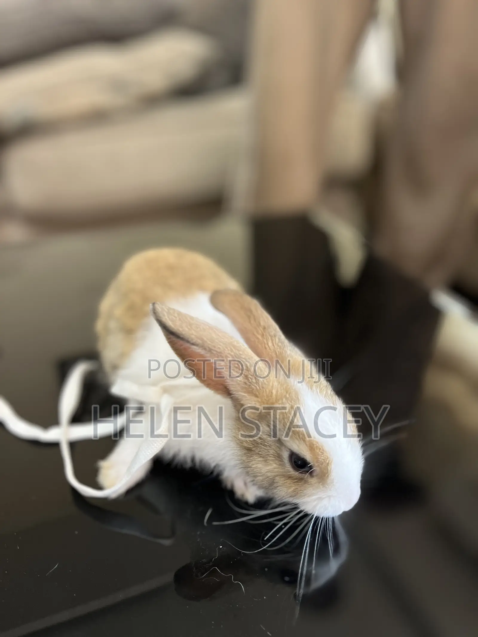 Rabbit For Sale