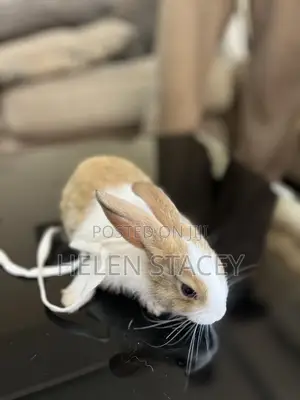Rabbit For Sale