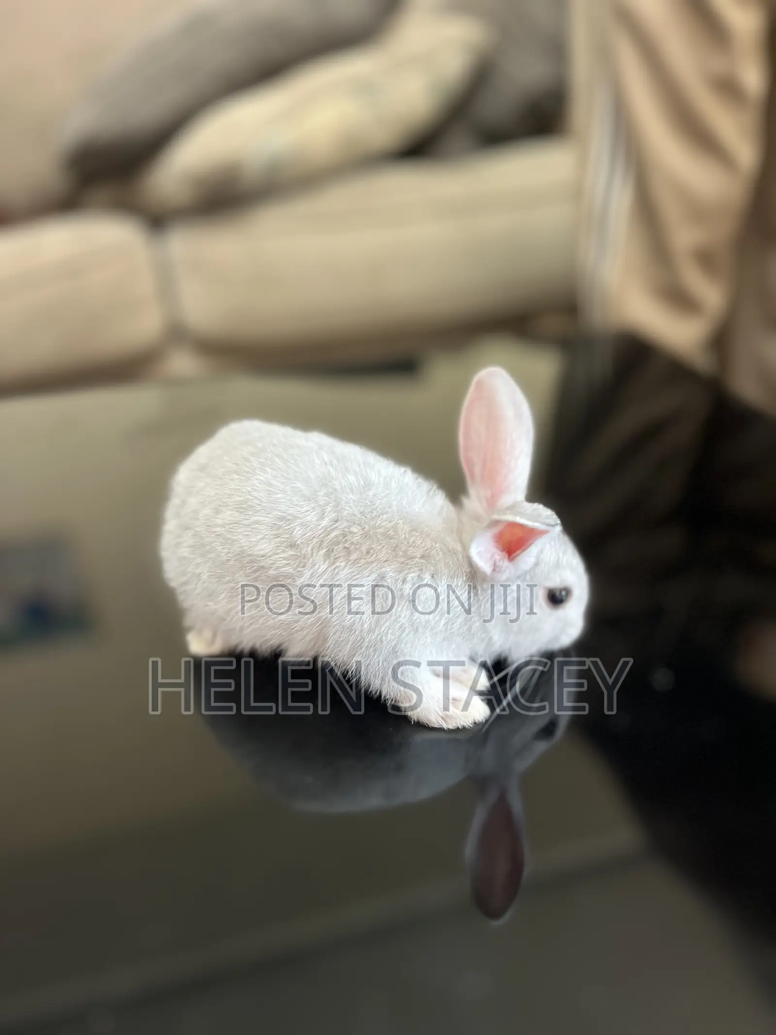 Rabbit For Sale