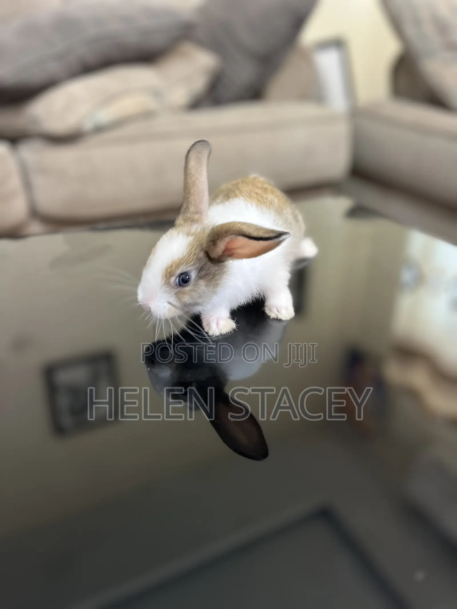 Rabbit For Sale