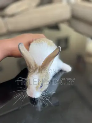 Rabbit For Sale