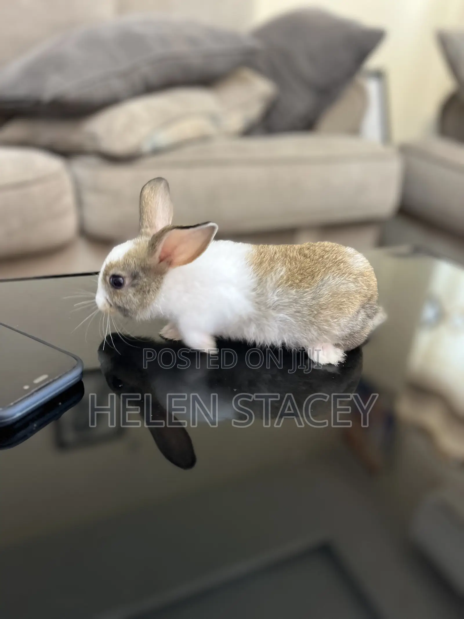 Rabbit For Sale