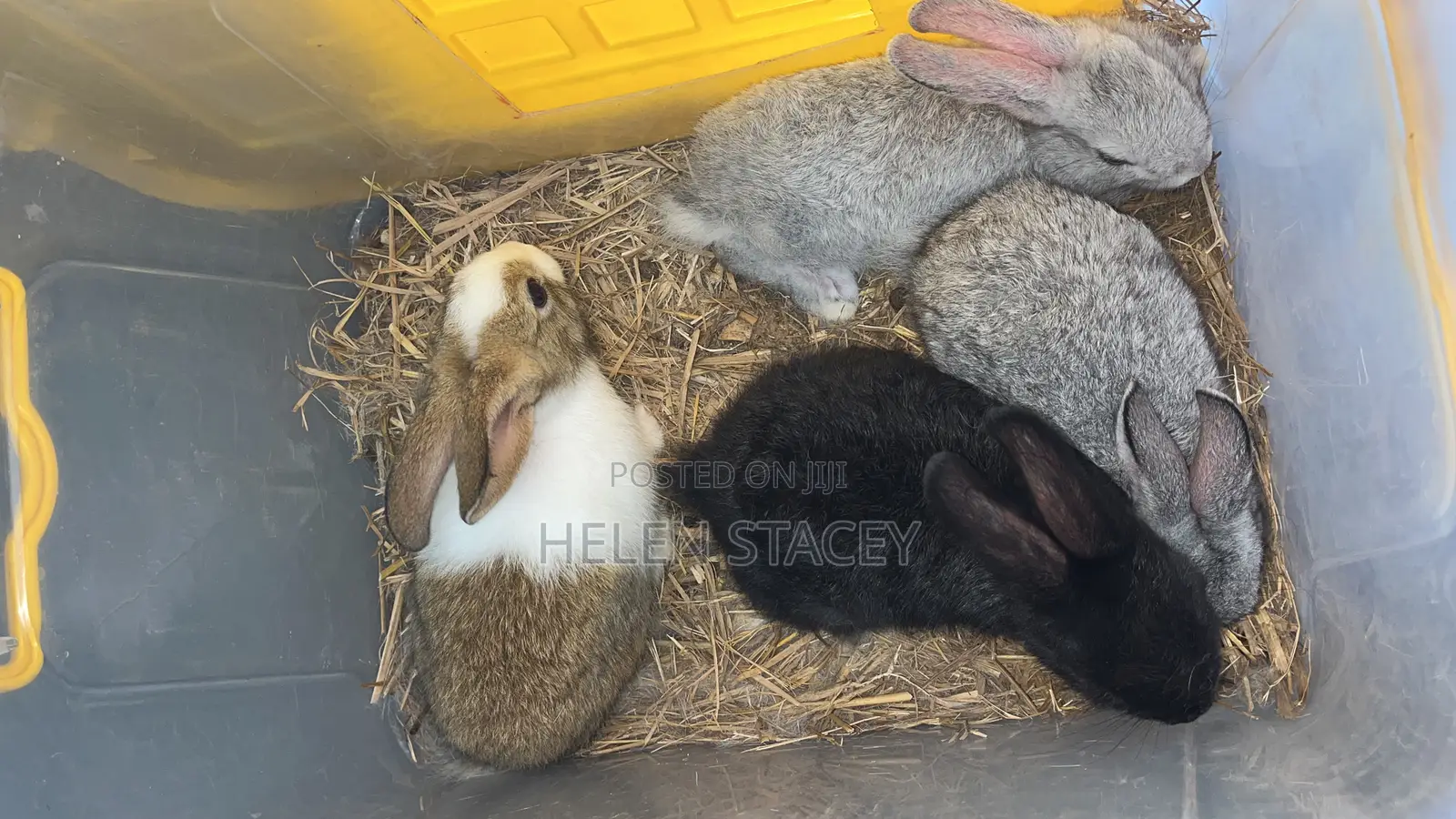Rabbit For Sale
