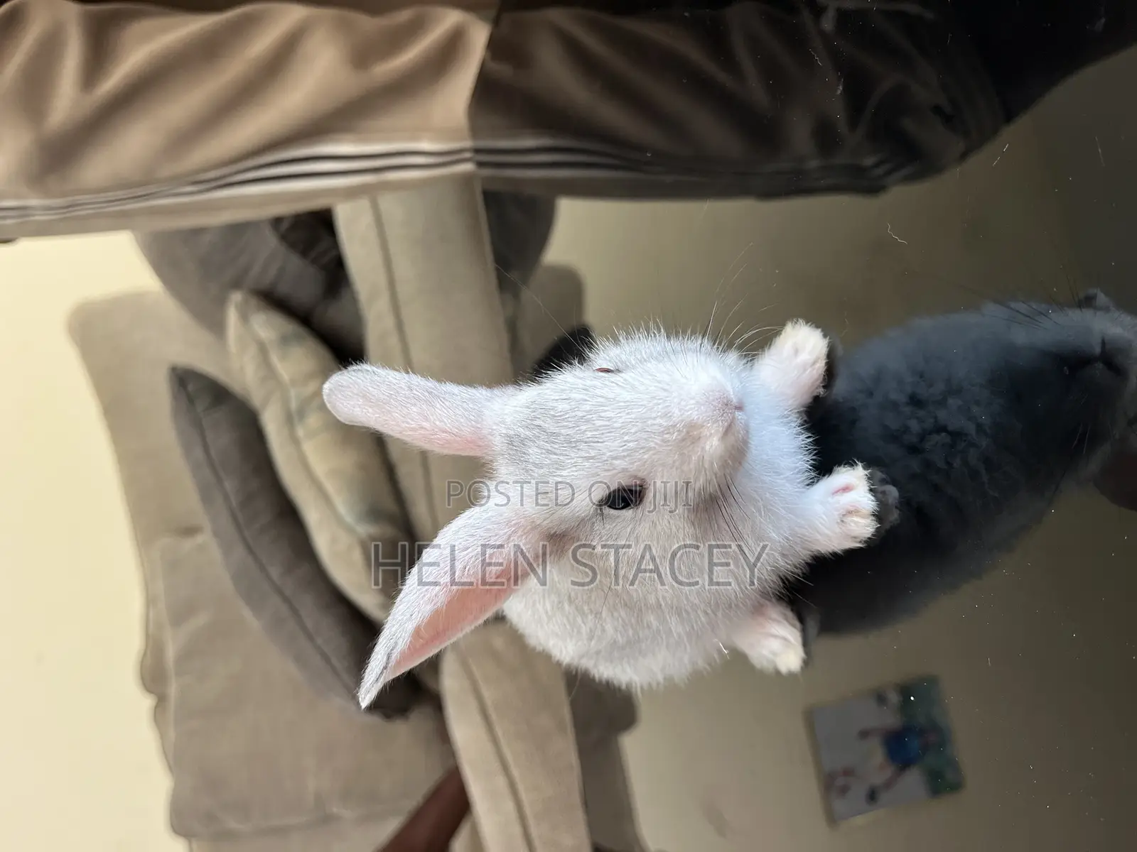 Rabbit For Sale