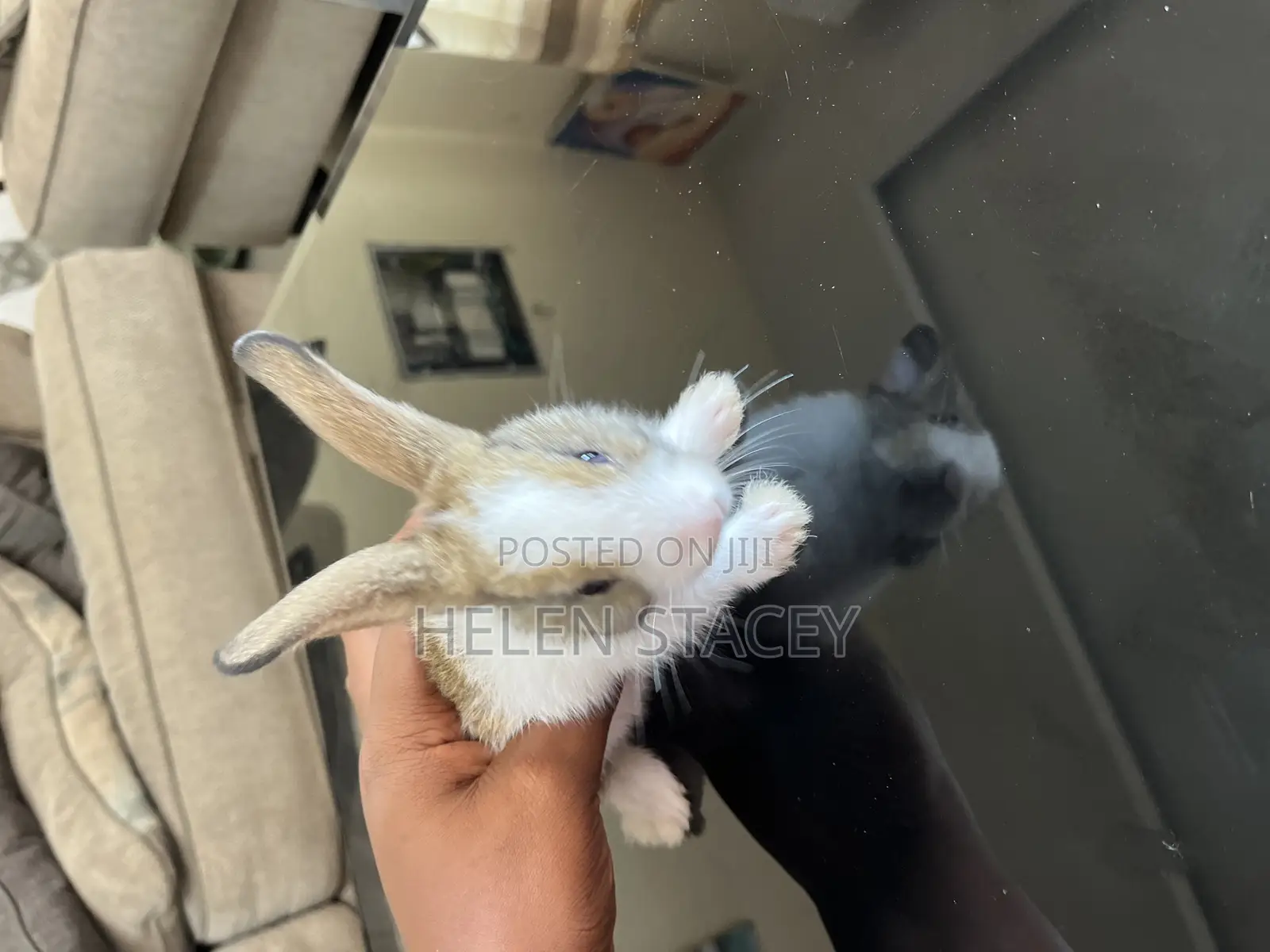 Rabbit For Sale