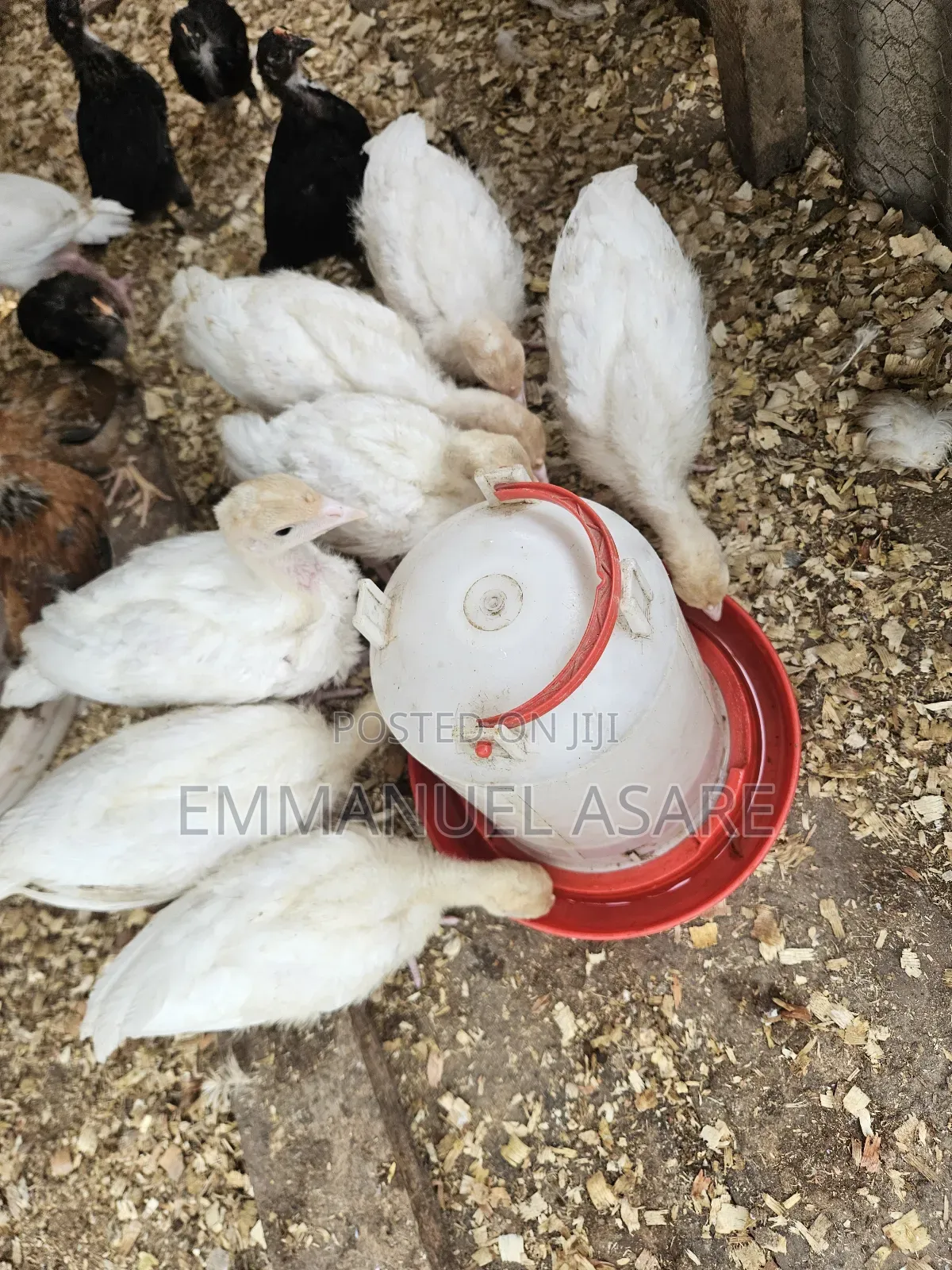 Turkey for Sale