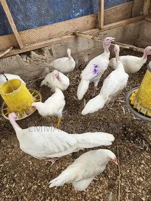 Turkey for Sale