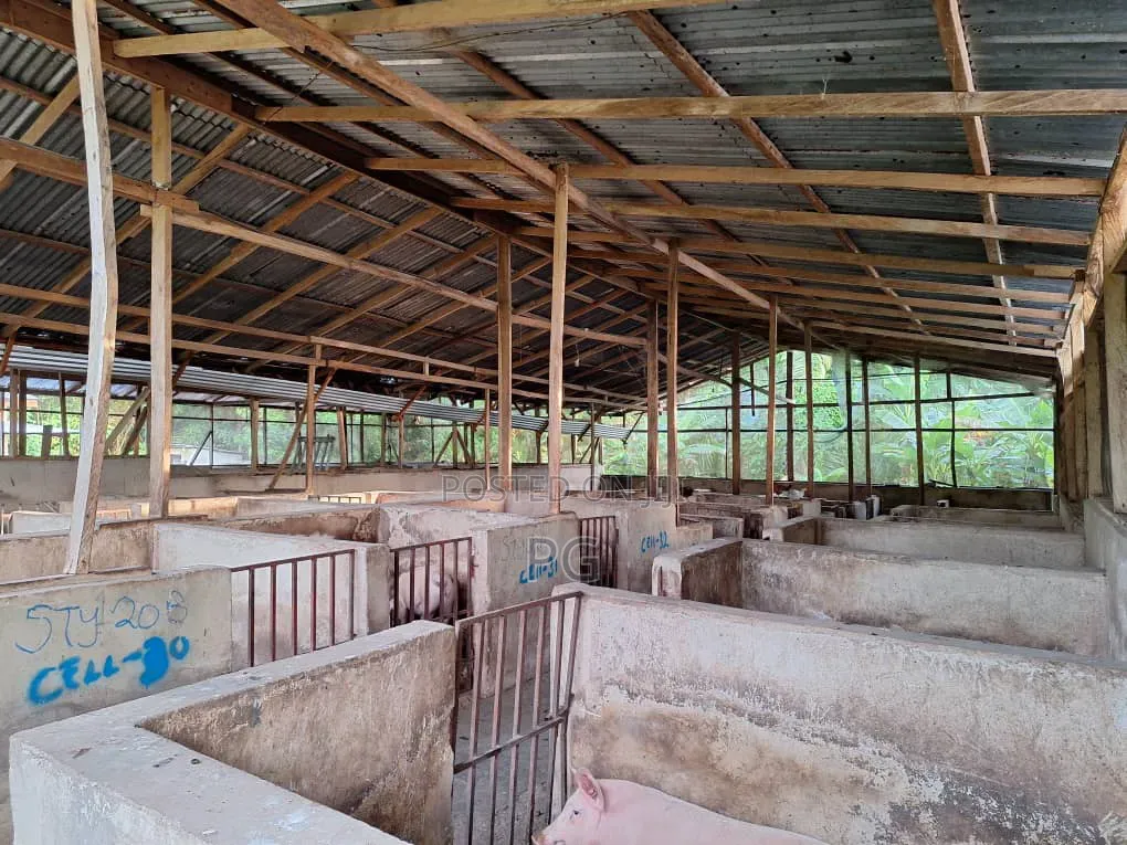 Fully Fitted Pig Farm For Sale