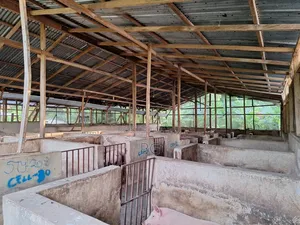 Fully Fitted Pig Farm For Sale
