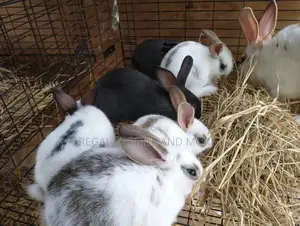 Hot Sales _Rabbits