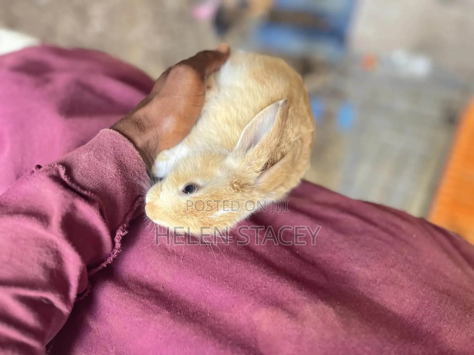 Rabbit For Sale