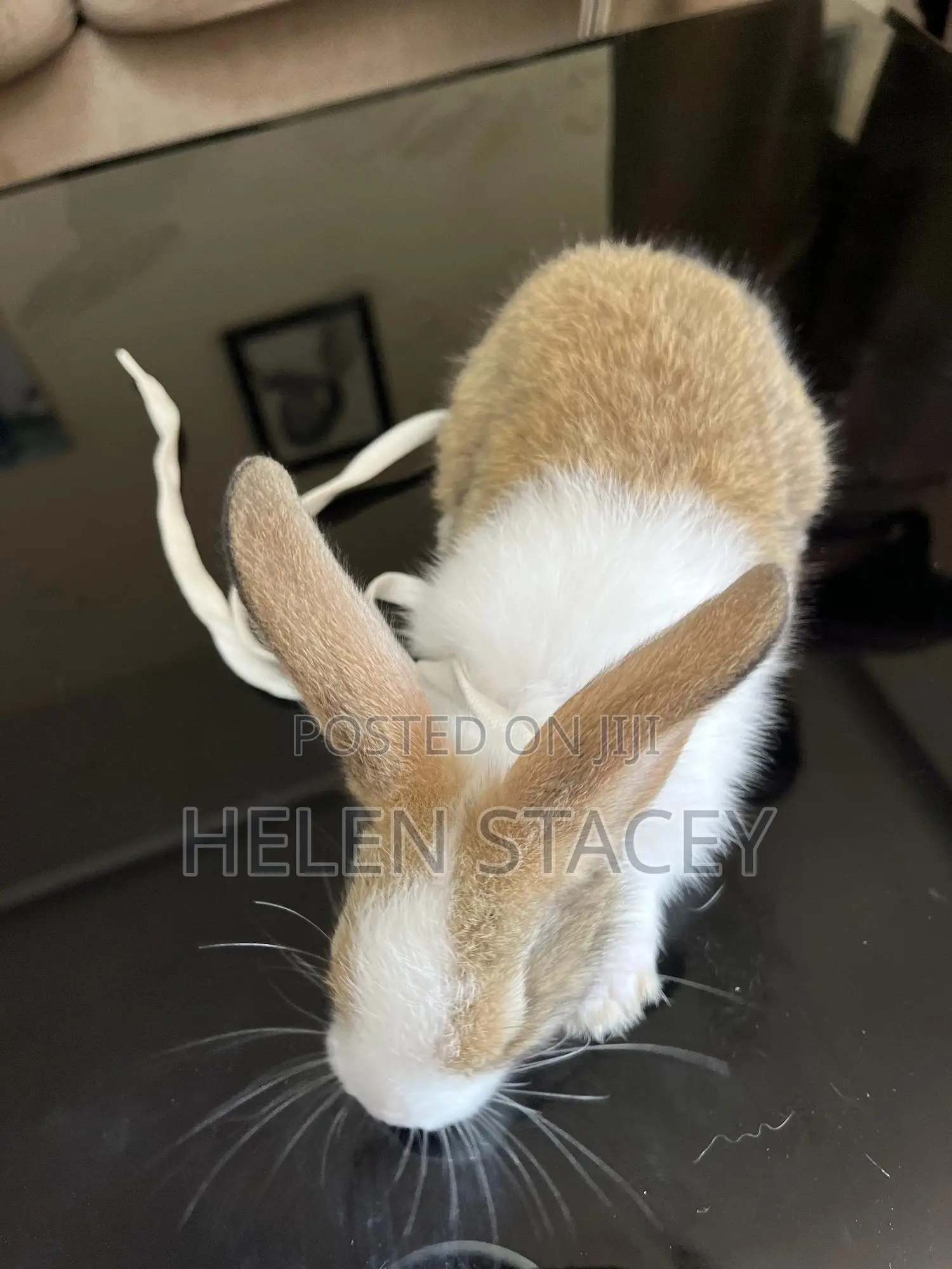 Rabbit For Sale