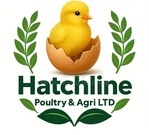 Day- Old Chicks