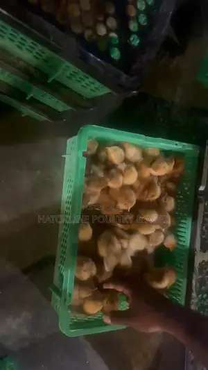 Day- Old Chicks
