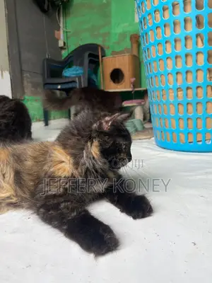 1-3 months Female Purebred Maine Coon