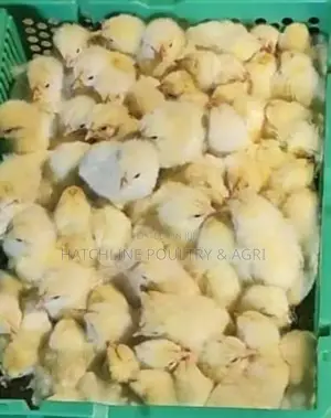 Day- Old Chicks
