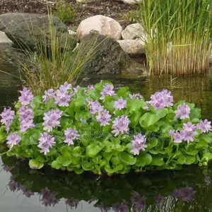 Cheapest Water Hyacinth From Apex(+Free Gift)